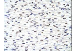 Image no. 1 for anti-Acidic (Leucine-Rich) Nuclear phosphoprotein 32 Family, Member A (ANP32A) (N-Term) antibody (ABIN202122) (PHAP1 Antikörper  (N-Term))
