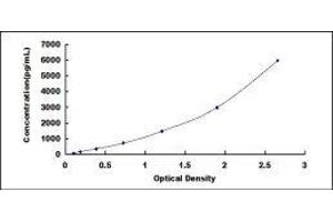 serpin Peptidase Inhibitor, Clade A (Alpha-1 Antiproteinase, Antitrypsin), Member 12 (SERPINA12) ELISA Kit