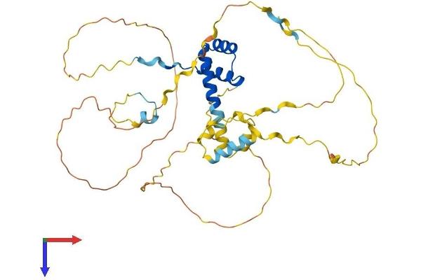 BARHL2 Protein (AA 1-384) (His tag)