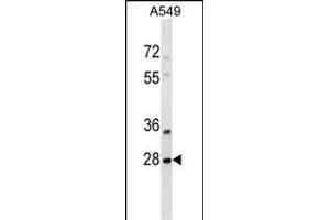 SNF8 Antibody (N-term) (ABIN1539325 and ABIN2849028) western blot analysis in A549 cell line lysates (35 μg/lane). (SNF8 Antikörper  (N-Term))