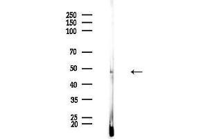 anti-Melanoma Antigen Family D, 4 (MAGED4) (N-Term) antibody
