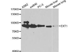 Western blot analysis of extracts of various cell lines, using EXT1 antibody. (EXT1 Antikörper  (AA 467-746))
