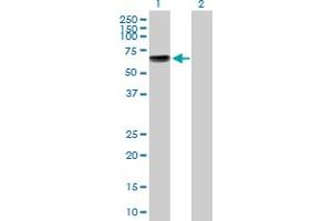 Western Blot analysis of KCNA1 expression in transfected 293T cell line by KCNA1 MaxPab polyclonal antibody. (KCNA1 Antikörper  (AA 1-495))