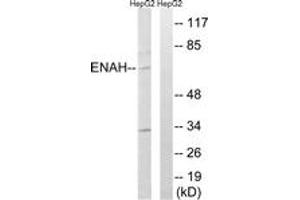 Western blot analysis of extracts from HepG2 cells, using ENAH Antibody. (ENAH Antikörper  (AA 472-521))