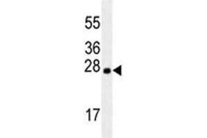 LXN antibody western blot analysis in mouse brain tissue lysate. (Latexin Antikörper)