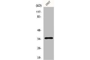 Western Blot analysis of A549 cells using FoxL1 Polyclonal Antibody (FOXL1 Antikörper  (Internal Region))
