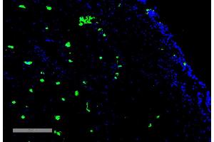 Immunohistochemistry analysis using Mouse Anti-Acrolein Monoclonal Antibody, Clone 10A10 (ABIN5067183). (Acrolein Antikörper  (Atto 488))