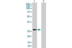 Western Blot analysis of PRDX4 expression in transfected 293T cell line by PRDX4 MaxPab polyclonal antibody. (Peroxiredoxin 4 Antikörper  (AA 1-271))