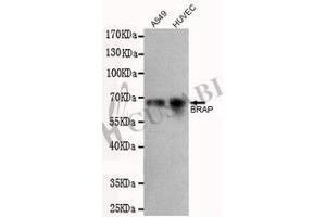 Western blot detection of BRAP in A549 and HUVEC cell lysates using BRAP antibody (1:500 diluted). (BRAP Antikörper)