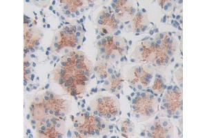 IHC-P analysis of stomach tissue, with DAB staining. (PCCA Antikörper  (AA 580-728))