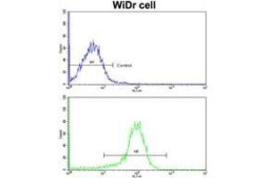 Flow Cytometry: Analysis of widr cells using AP17856PU-N ZWINT Antibody (Center)(bottom histogram) compared to a Negative control cell (Top histogram).