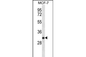 TESSP1 Antibody (Center) (ABIN656462 and ABIN2845746) western blot analysis in MCF-7 cell line lysates (35 μg/lane). (TESSP1 Antikörper  (AA 106-133))