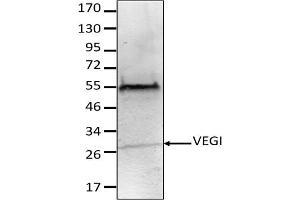 Image no. 1 for anti-Tumor Necrosis Factor (Ligand) Superfamily, Member 15 (TNFSF15) antibody (ABIN3071877) (TNFSF15 Antikörper)