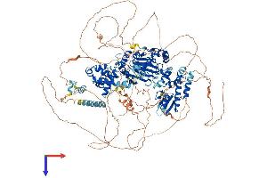 JARID2 Protein (AA 1-1246) (His tag)