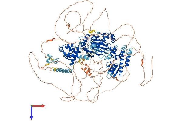 JARID2 Protein (AA 1-1246) (His tag)
