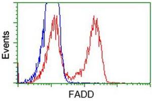 HEK293T cells transfected with either RC201805 overexpress plasmid (Red) or empty vector control plasmid (Blue) were immunostained by anti-FADD antibody (ABIN2453015), and then analyzed by flow cytometry. (FADD Antikörper)