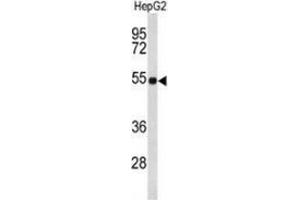 Western blot analysis of Fibulin-4 (arrow) in HepG2 cell line lysates (35ug/lane) using Fibulin-4  Antibody  (C-term).