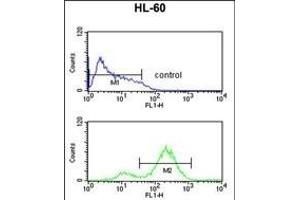 EIF4E Antibody (ABIN650675 and ABIN2838634) flow cytometric analysis of HL-60 cells (bottom histogram) compared to a negative control cell (top histogram). (EIF4E Antikörper)