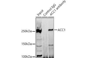 Immunoprecipitation analysis of 300 μg extracts of 293T cells using 3 μg  antibody (ABIN7265370). (Acetyl-CoA Carboxylase alpha Antikörper)