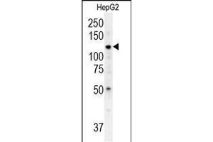Western blot analysis in HepG2 cell line lysates (35ug/lane). (ATP13A3 Antikörper  (N-Term))