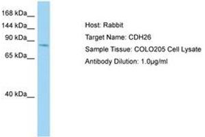 Image no. 1 for anti-Cadherin 26 (CDH26) (AA 385-434) antibody (ABIN6750170) (CDH26 Antikörper  (AA 385-434))