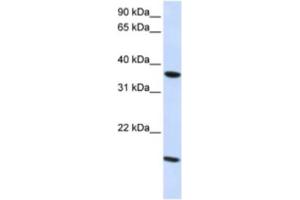 Western Blotting (WB) image for anti-Claudin 16 (CLDN16) antibody (ABIN2460772) (Claudin 16 Antikörper)