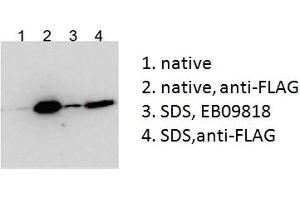 Western Blotting (WB) image for anti-Bicaudal C Homolog 1 (BICC1) (AA 223-234) antibody (ABIN5913408) (BICC1 Antikörper  (AA 223-234))
