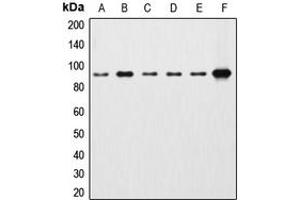 Western blot analysis of Beta-catenin expression in HEK293T (A), HeLa (B), A431 (C), MCF7 (D), Raw264. (beta Catenin Antikörper  (C-Term))