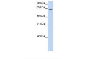 Image no. 1 for anti-Tripartite Motif Containing 9 (TRIM9) (C-Term) antibody (ABIN6737758) (TRIM9 Antikörper  (C-Term))