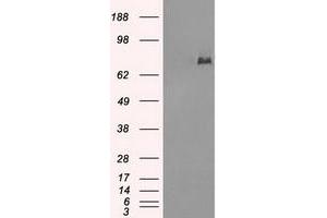 Image no. 2 for anti-P450 (Cytochrome) Oxidoreductase (POR) antibody (ABIN1497749) (POR Antikörper)