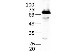 Western Blotting (WB) image for Spermine Oxidase (SMOX) (AA 1-555) protein (Strep Tag) (ABIN3077180)