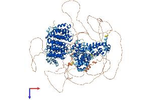 CLASP1 Protein (AA 1-1538) (His tag)