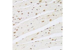 Immunohistochemistry of paraffin-embedded rat heart using MAPK3 Antibody. (ERK1 Antikörper  (AA 1-100))