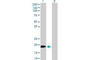 Western Blot analysis of TNFSF18 expression in transfected 293T cell line by TNFSF18 MaxPab polyclonal antibody. (TNFSF18 Antikörper  (AA 1-177))