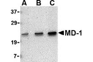 Western Blotting (WB) image for anti-Lymphocyte Antigen 86 (LY86) (C-Term) antibody (ABIN1030512) (LY86 Antikörper  (C-Term))