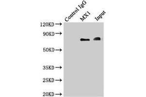 Immunoprecipitating MX1 in Hela whole cell lysate Lane 1: Rabbit control IgG instead of (1 μg) instead of ABIN7156641 in Hela whole cell lysate. (MX1 Antikörper  (AA 7-172))