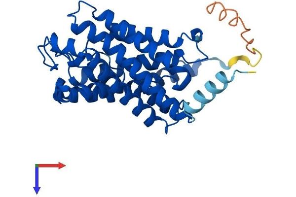 AQP9 Protein (AA 1-295) (His tag)