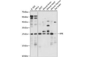 Western blot analysis of extracts of various cell lines, using RPE antibody (ABIN7270048) at 1:1000 dilution. (RPE Antikörper  (AA 1-228))