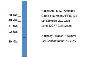 WB Suggested Anti-IL17A  Antibody Titration: 0. (Interleukin 17a Antikörper  (N-Term))