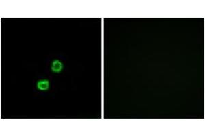 Immunofluorescence analysis of MCF7 cells, using GCNT7 Antibody. (GCNT7 Antikörper  (AA 311-360))