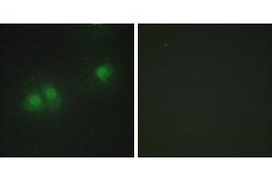 Peptide - +Western blot analysis of extracts from HUVEC cells and Jurkat cells, using ELAV2/4 antibody. (ELAV2/4 Antikörper  (Internal Region))
