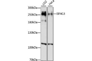Western blot analysis of extracts of various cell lines, using EIF4G3 antibody (ABIN6290367) at 1:1000 dilution. (EIF4G3 Antikörper)