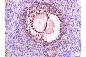 Paraformaldehyde-fixed, paraffin embedded rat ovary tissue, Antigen retrieval by boiling in sodium citrate buffer(pH6) for 15min, Block endogenous peroxidase by 3% hydrogen peroxide for 30 minutes, Blocking buffer (normal goat serum) at 37°C for 20min, Antibody incubation with Rabbit Anti-P2Y9 Polyclonal Antibody, Unconjugated  at 1:500 overnight at 4°C, followed by a conjugated secondary and DAB staining