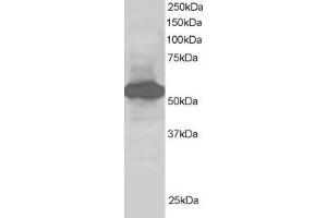 ABIN185071 staining (1µg/ml) of Human Kidney lysate (RIPA buffer, 30µg total protein per lane). (SIL1 Antikörper  (C-Term))