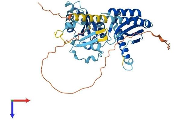 RRAGD Protein (AA 1-400) (His tag)