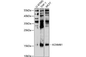 Western blot analysis of extracts of various cell lines, using KCNMB1 antibody (ABIN6129435, ABIN6142760, ABIN6142761 and ABIN6214389) at 1:1000 dilution. (KCNMB1 Antikörper  (AA 30-102))
