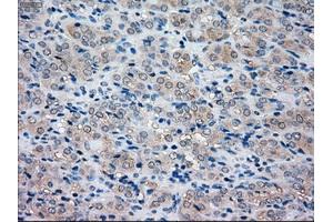 Immunohistochemical staining of paraffin-embedded pancreas tissue using anti-NRBP1mouse monoclonal antibody. (NRBP1 Antikörper)