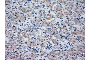 Immunohistochemical staining of paraffin-embedded pancreas tissue using anti-NRBP1mouse monoclonal antibody.