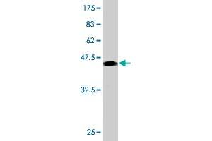 Western Blotting (WB) image for anti-Activating Transcription Factor 3 (ATF3) (AA 1-181) antibody (ABIN559974)