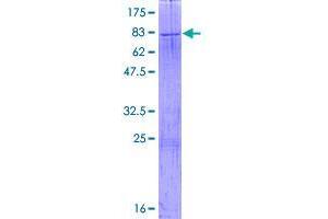 EARS2 Protein (AA 1-523) (GST tag)